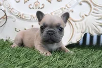 Fletcher, a male French Bulldog for sale in Charm, OH – 1 of 6