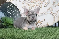 Maggie, a female French Bulldog for sale in Charm, OH – 5 of 6