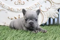Flo, a male French Bulldog for sale in Charm, OH – 6 of 6