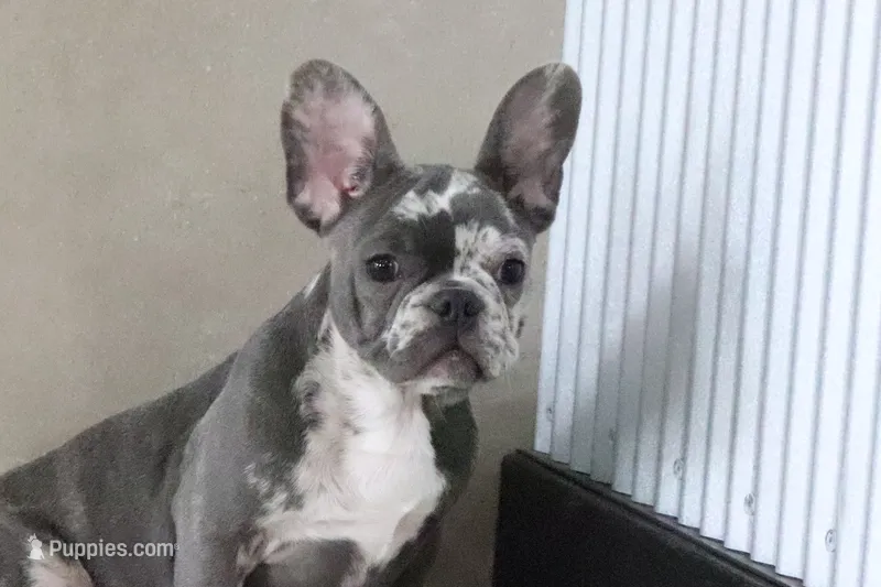 Wilma – French Bulldog puppy for sale in Charm, OH