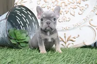 Maverick, a male French Bulldog for sale in Charm, OH – 4 of 5