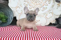Fletcher, a male French Bulldog for sale in Charm, OH – 8 of 10