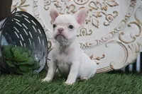 Mabel, a female French Bulldog for sale in Charm, OH – 3 of 6