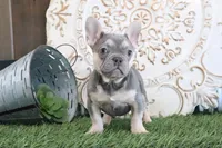 Idabelle, a female French Bulldog for sale in Charm, OH – Photo 1 of 5