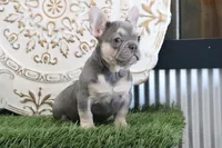 Idabelle, a female French Bulldog for sale in Charm, OH – Photo 3 of 5