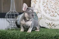 Idabelle, a female French Bulldog for sale in Charm, OH – Photo 5 of 5