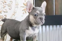 Idabelle, a female French Bulldog for sale in Charm, OH – Photo 2 of 5
