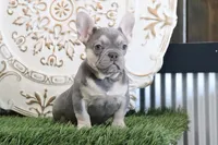 Idabelle, a female French Bulldog for sale in Charm, OH – Photo 4 of 5