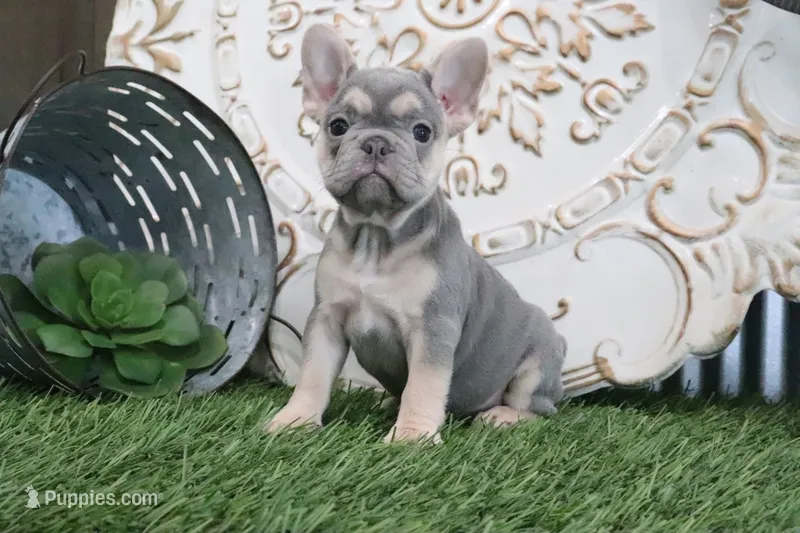 Maggie, a female French Bulldog for sale in Charm, OH – 1 of 6