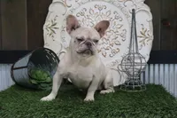 Chloe, a female French Bulldog for sale in Charm, OH – 3 of 4