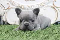 Flo, a male French Bulldog for sale in Charm, OH – 3 of 6