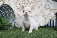 Mabel, a female French Bulldog for sale in Charm, OH – 1 of 6