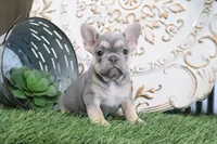 Maggie, a female French Bulldog for sale in Charm, OH – 6 of 6