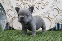 Flo, a male French Bulldog for sale in Charm, OH – 2 of 6