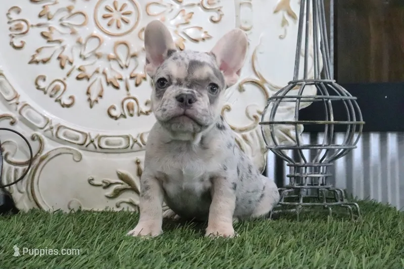 Milo – French Bulldog puppy for sale in Charm, OH