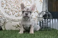 Milo, a female French Bulldog for sale in Charm, OH – 1 of 4