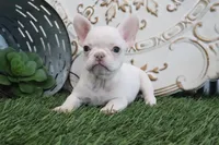 Mabel, a female French Bulldog for sale in Charm, OH – 4 of 6