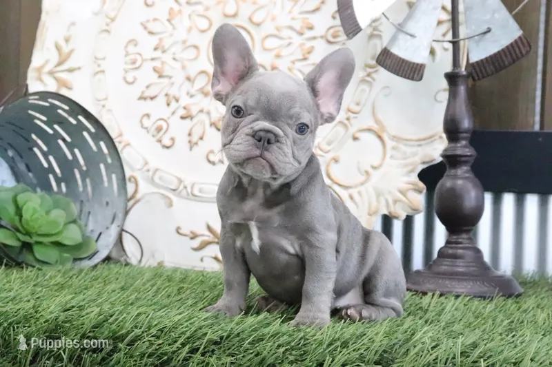 Flo – French Bulldog puppy for sale in Charm, OH