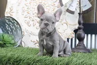 Flo, a male French Bulldog for sale in Charm, OH – 1 of 6