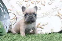 Fletcher, a male French Bulldog for sale in Charm, OH – 6 of 6