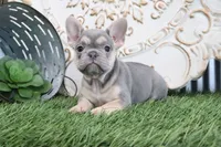 Maggie, a female French Bulldog for sale in Charm, OH – 2 of 6