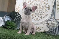 Wilma, a female French Bulldog for sale in Charm, OH – 5 of 9