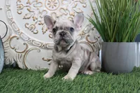 Max, a male French Bulldog for sale in Charm, OH – Photo 3 of 5