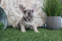 Max, a male French Bulldog for sale in Charm, OH – Photo 5 of 5