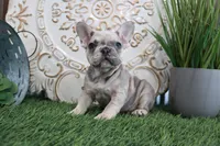 Max, a male French Bulldog for sale in Charm, OH – Photo 2 of 5