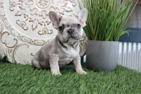 Max, a male French Bulldog for sale in Charm, OH – Photo 4 of 5