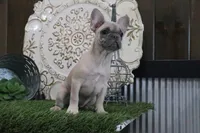 Wilma, a female French Bulldog for sale in Charm, OH – 6 of 9