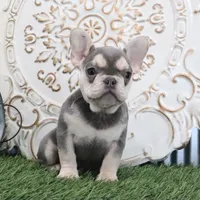 Cora, a female French Bulldog for sale in Charm, OH – Photo 4 of 4