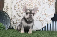 Cora, a female French Bulldog for sale in Charm, OH – Photo 4 of 4