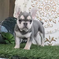 Cora, a female French Bulldog for sale in Charm, OH – Photo 1 of 4