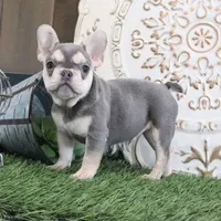 Cora, a female French Bulldog for sale in Charm, OH – Photo 3 of 4