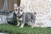 Cora, a female French Bulldog for sale in Charm, OH – Photo 3 of 4