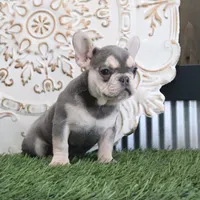 Cora, a female French Bulldog for sale in Charm, OH – Photo 2 of 4