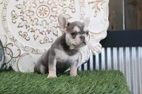 Cora, a female French Bulldog for sale in Charm, OH – Photo 2 of 4