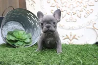 Wylie, a male French Bulldog for sale in Charm, OH – 6 of 6