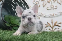 Mitzy, a female French Bulldog for sale in Charm, OH – 3 of 5