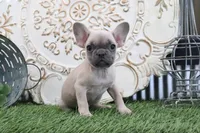 Willow, a female French Bulldog for sale in Charm, OH – 4 of 5