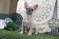 Wilma, a female French Bulldog for sale in Charm, OH – 3 of 9
