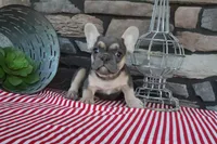Snickers, a male French Bulldog for sale in Charm, OH – 4 of 5