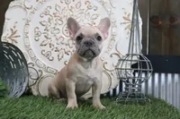 Frances, a male French Bulldog for sale in Charm, OH – 4 of 4
