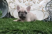 Winna, a female French Bulldog for sale in Charm, OH – 4 of 5