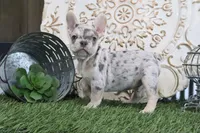 Milo, a female French Bulldog for sale in Charm, OH – 4 of 4