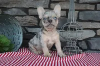 Sparky, a male French Bulldog for sale in Charm, OH – 3 of 5