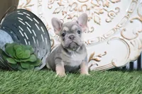 Maggie, a female French Bulldog for sale in Charm, OH – 3 of 6