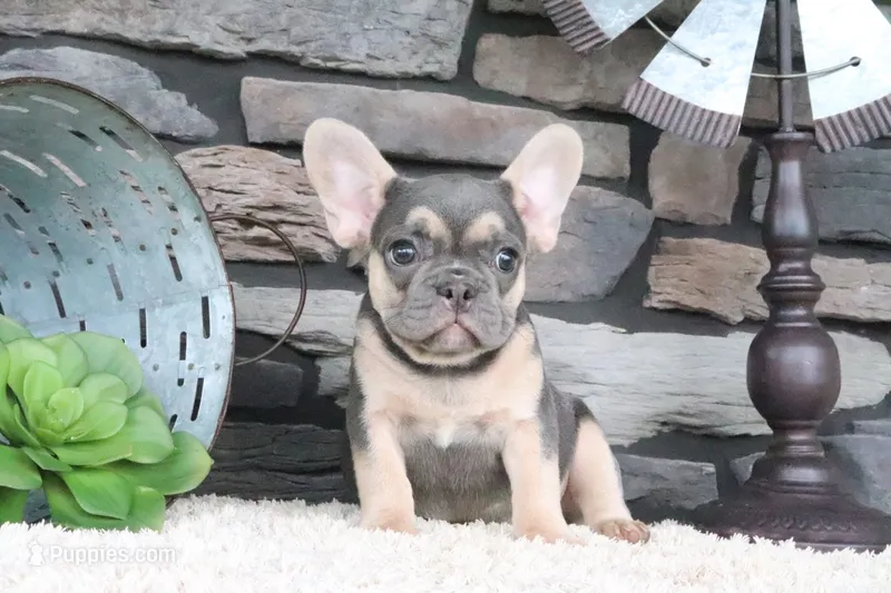 Snickers – French Bulldog puppy for sale in Charm, OH