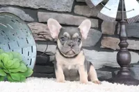 Snickers, a male French Bulldog for sale in Charm, OH – 1 of 7